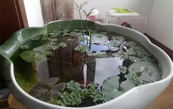 废桶旧盆里添水种花，10分钟成水景，细水长流富贵一生