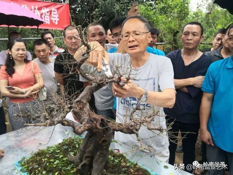 广东的盆景有哪些,适合广东玩的盆景