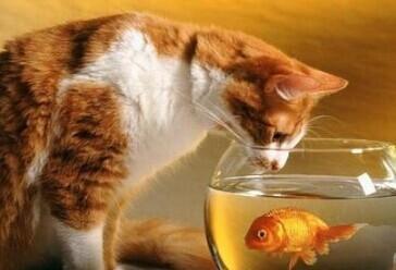 为什么猫怕水却爱吃鱼呢,猫怕水但是为什么爱吃鱼