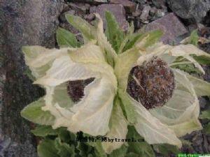 大新疆有啥特产,盘点十大新疆的特产