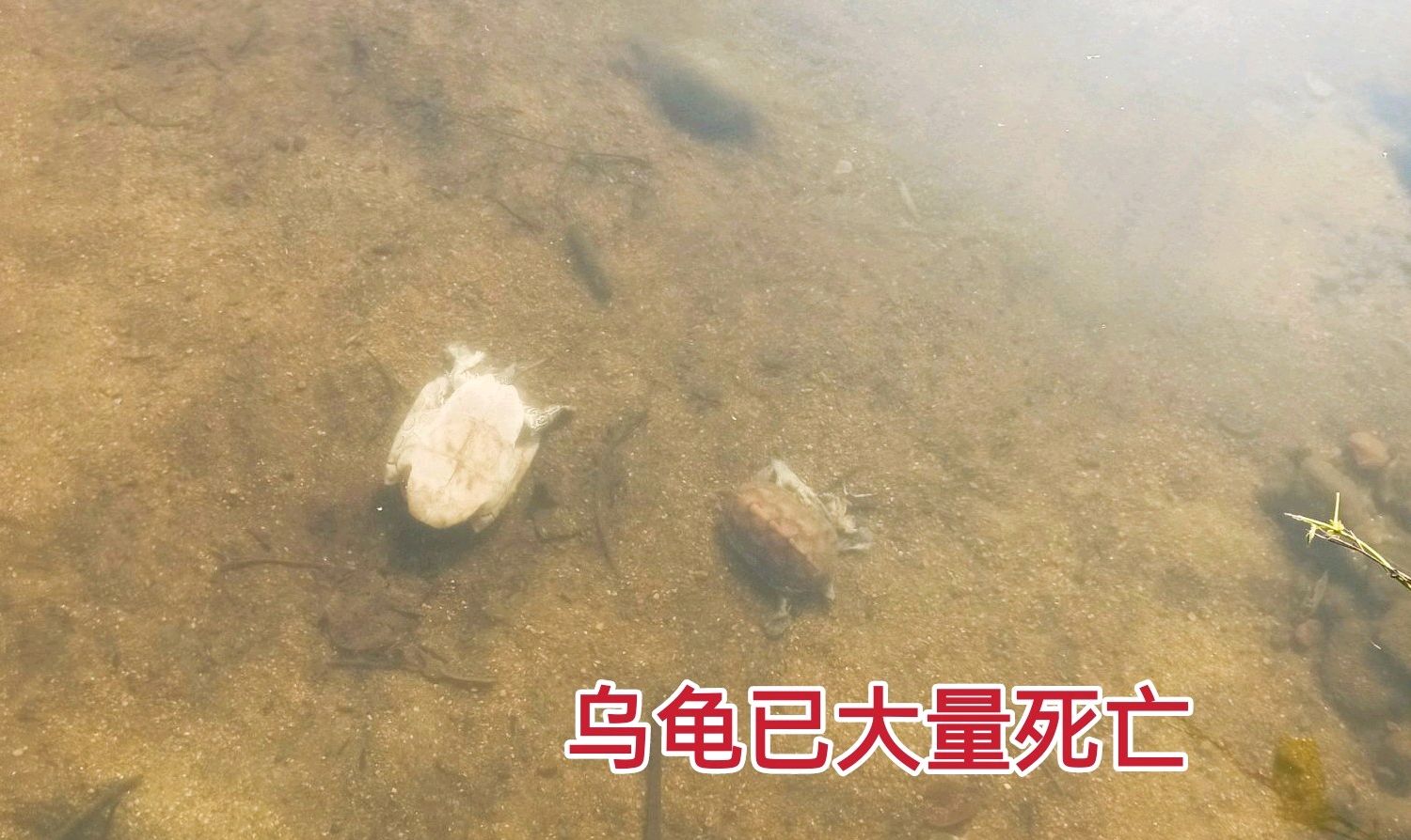 龟灾？广东整条河道里全是乌龟，拥挤在岸边岸边晒太阳