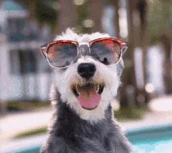 胃口好的小狗狗,胃口小的宠物