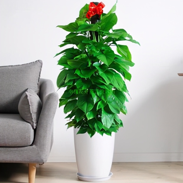 植物租赁怎么报价,绿植租摆和租赁的区别