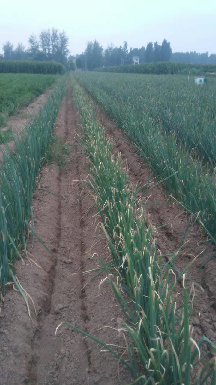 葱的病害及防治,葱根生虫怎么防治