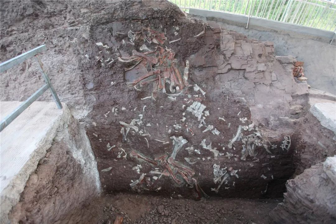 真正的恐龙从哪里来,重庆发现的恐龙是真的吗