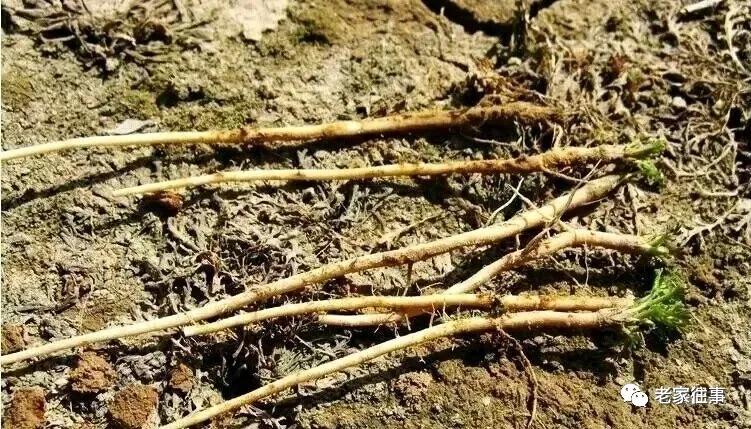 老家的印象和往事 (老家的印象介绍)