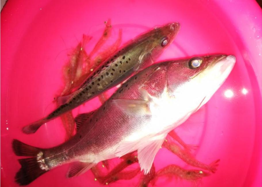 生吞巴西龟罗非鱼,大嘴鲈鱼或成生态救星,网友:大量引进