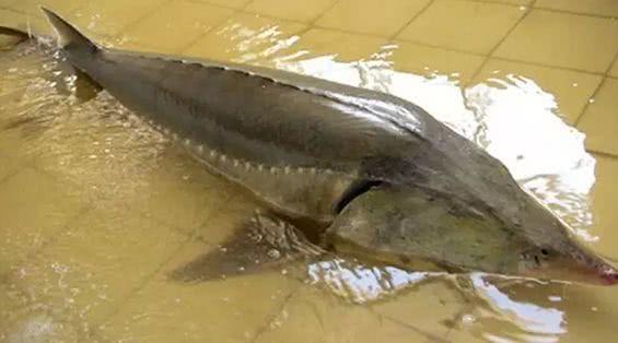 海中最大的鱼有多重,体型最大的鱼是鲸鱼吗