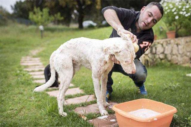 在狗狗洗澡时可以用人的洗发露吗,为狗洗澡