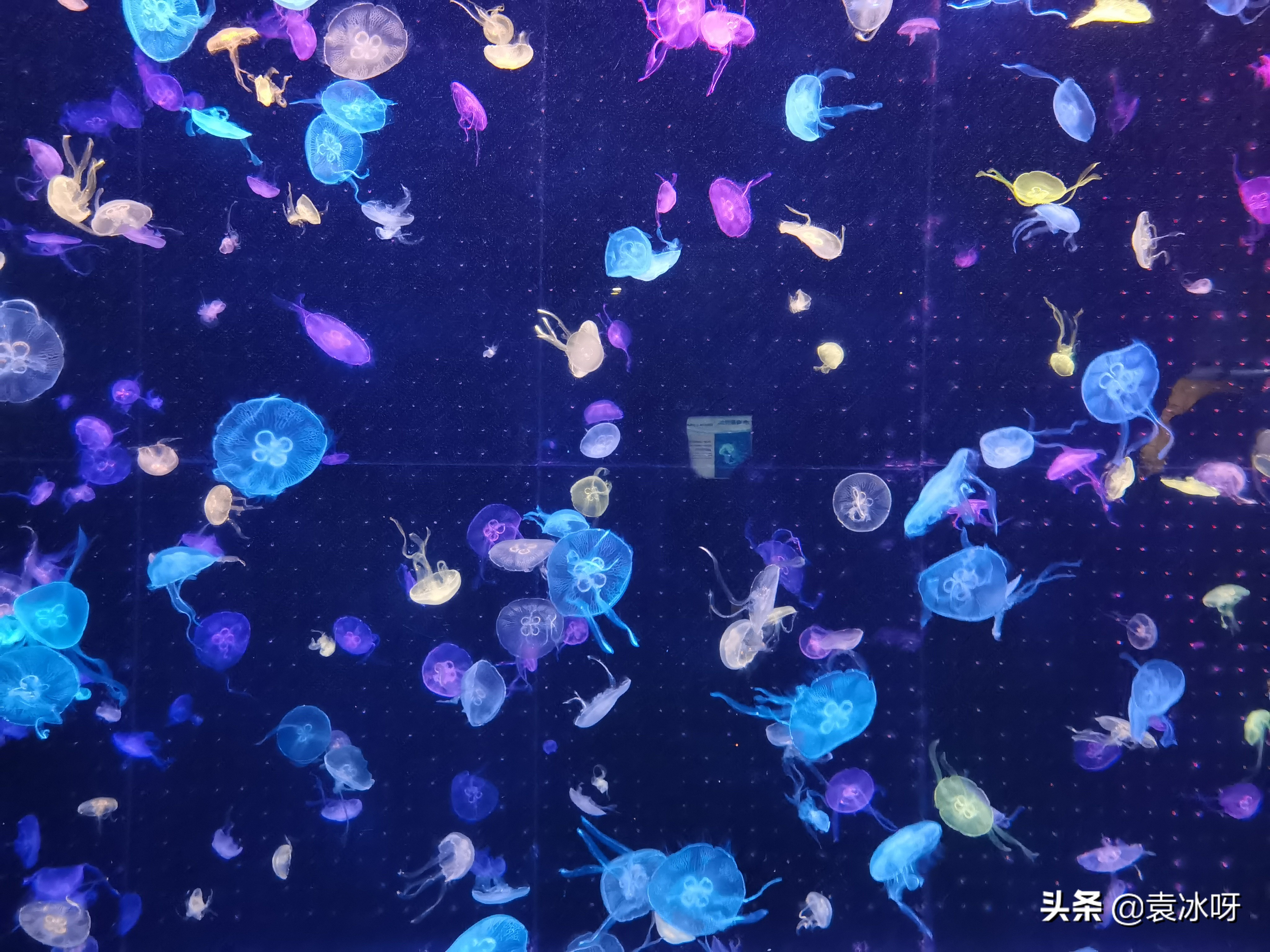 珠海长隆海洋王国一日攻略,珠海长隆海洋王国停车场攻略