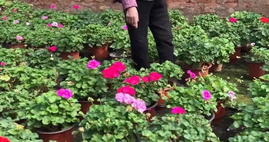 天竺葵大棵老桩,老奶奶种天竺葵