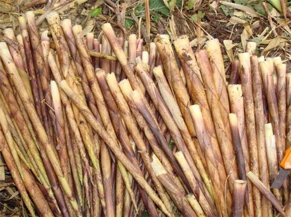 黑山谷采摘刺竹笋,高山野笋采摘