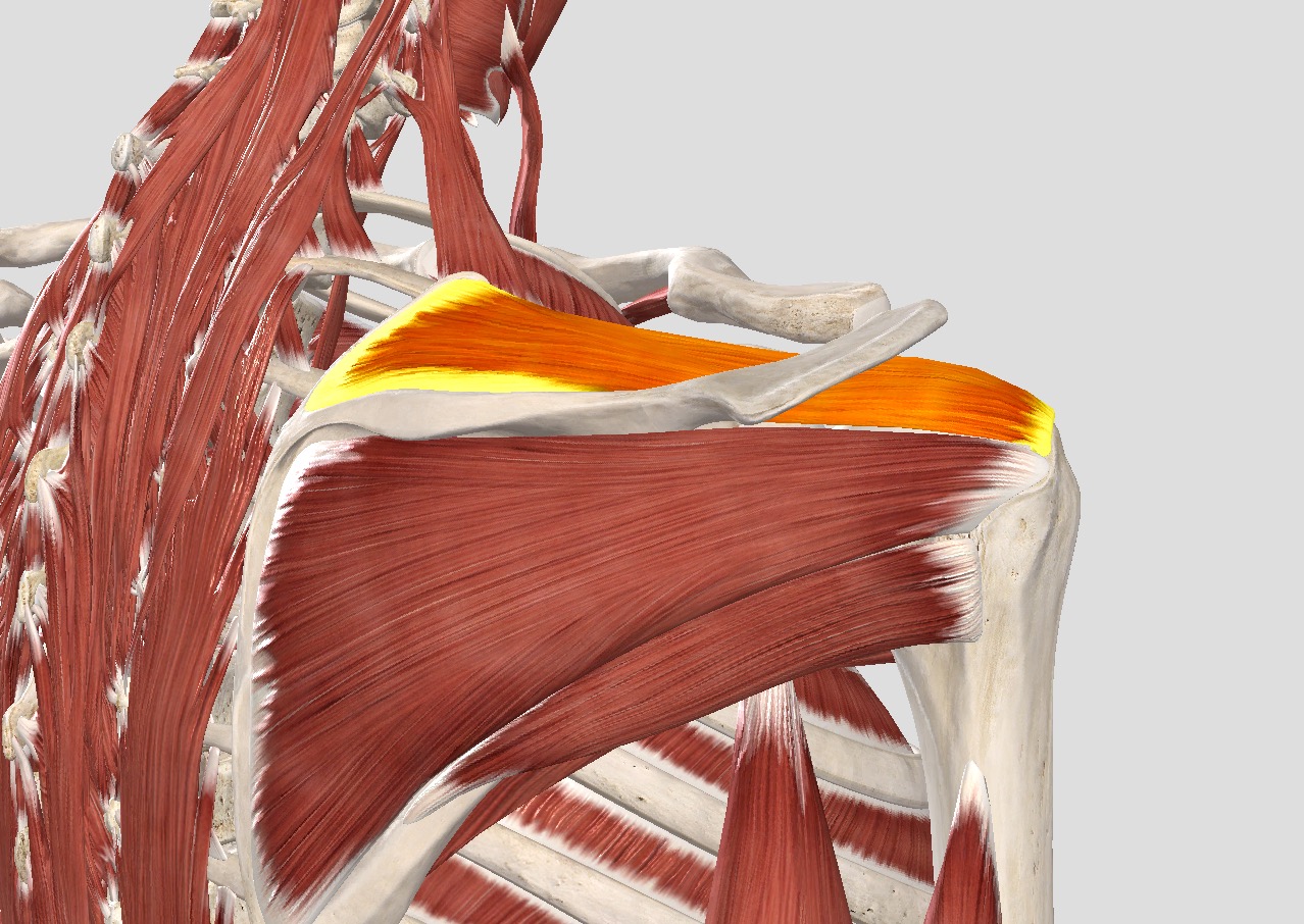 肩关节活动时咯噔咯噔响怎么回事,肩关节响警惕四种原因