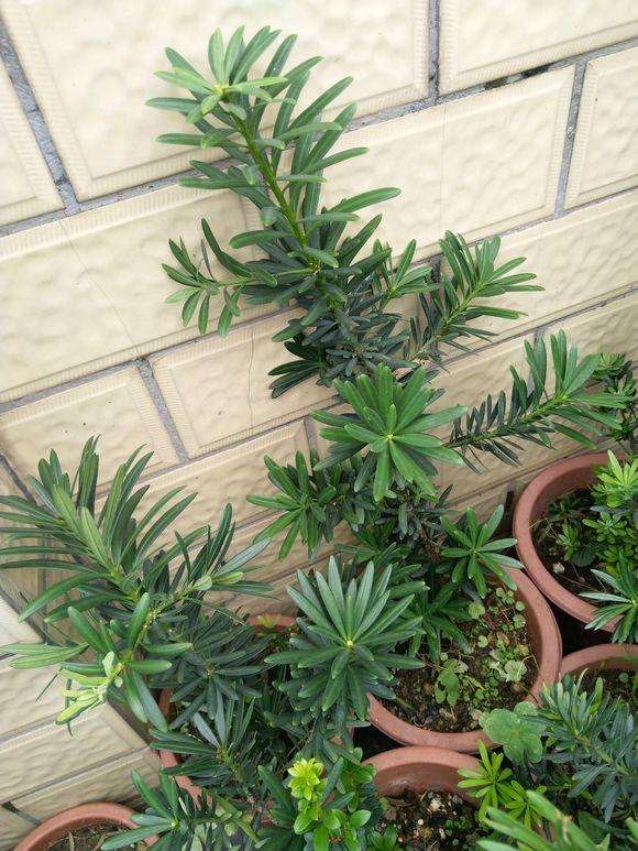 花徒长要怎么处理,花儿徒长怎么办