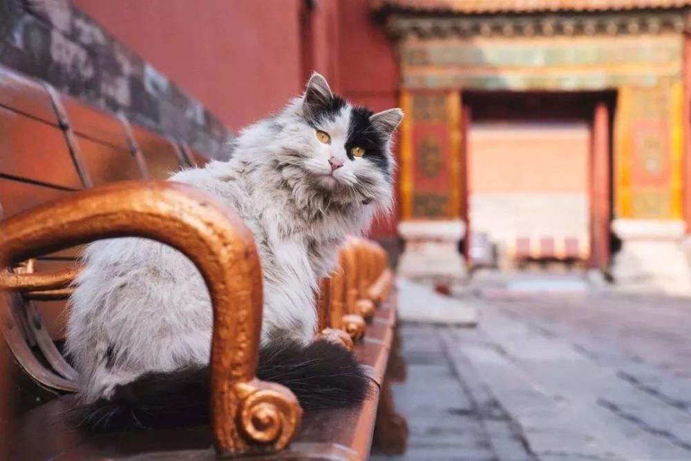 中华田园狮子猫多少钱一只,中华田园猫狮子猫蓝色眼睛