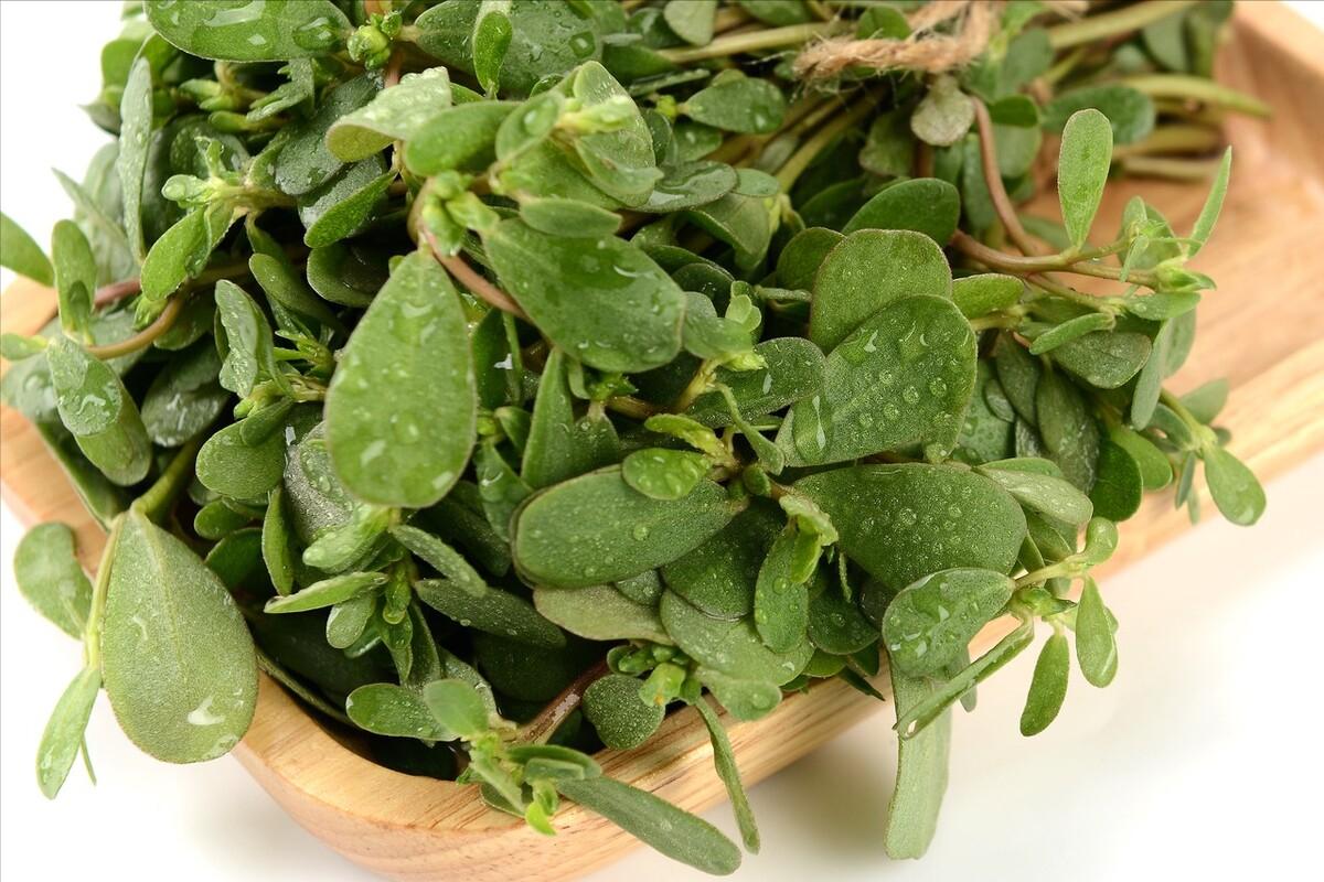 马齿苋不焯水凉拌方法,焯马齿苋放什么不酸