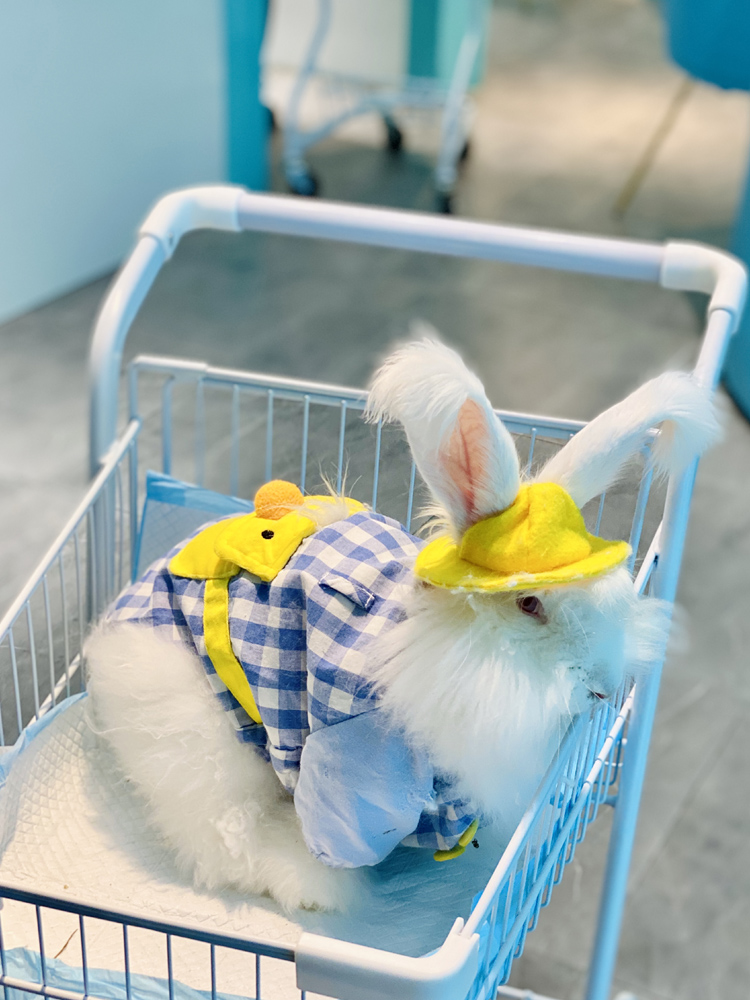 撸动物的网红店顺德,撸小动物的网红店北京世纪金源