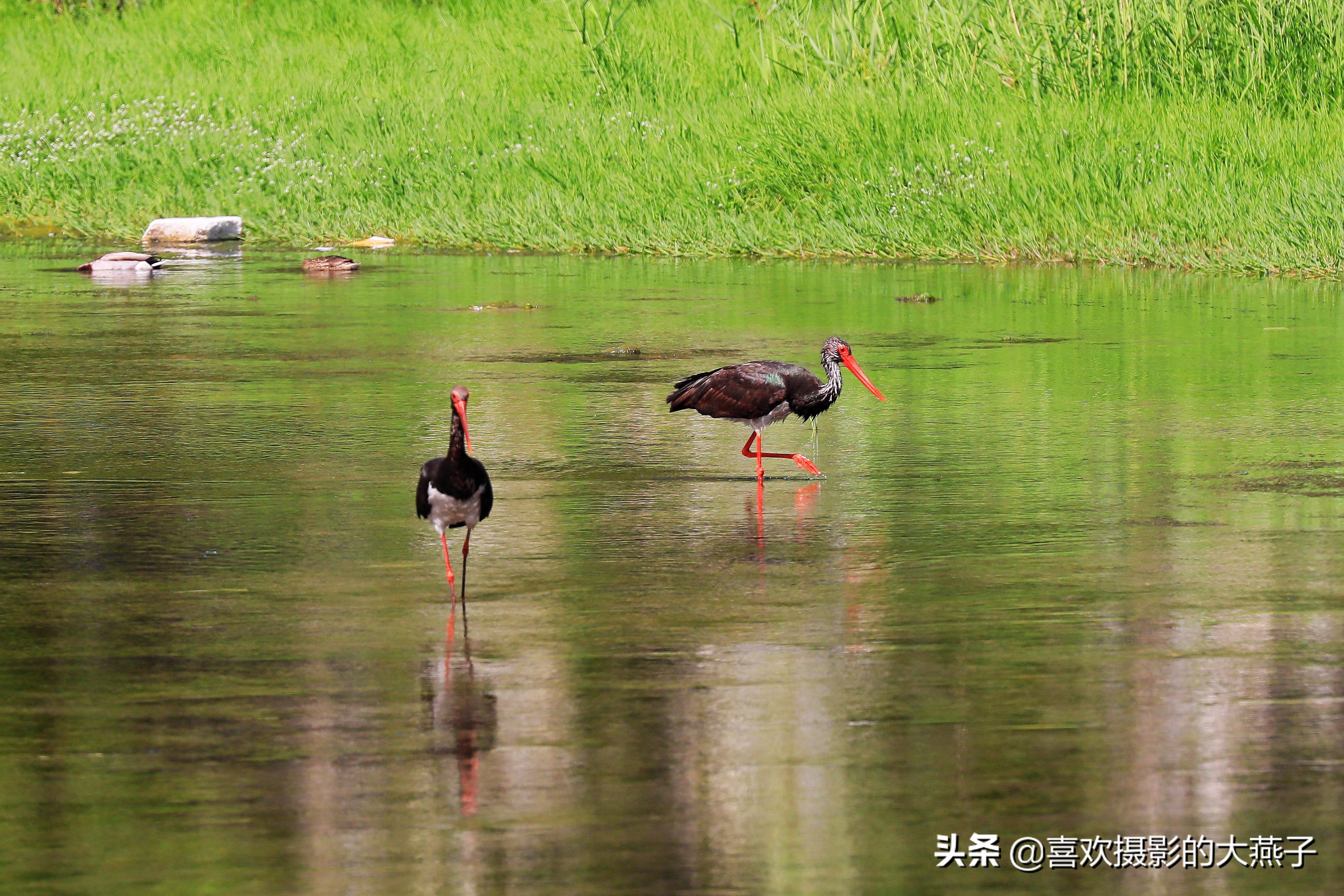 慕名前往十渡黑鹳之乡小有收获