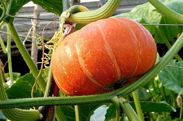 什么南瓜好吃又好种植,南瓜非常好吃的技巧