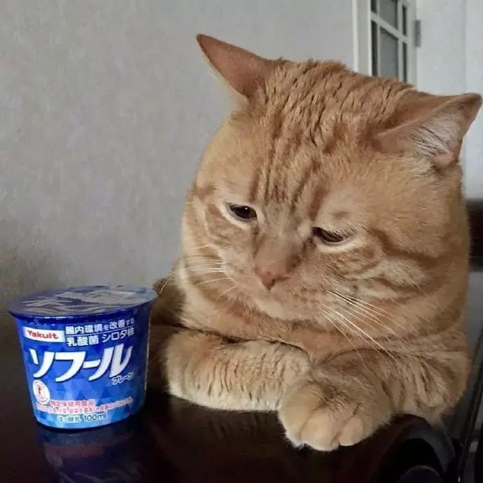 猫咪合照摆摊,猫咪摆摊图片