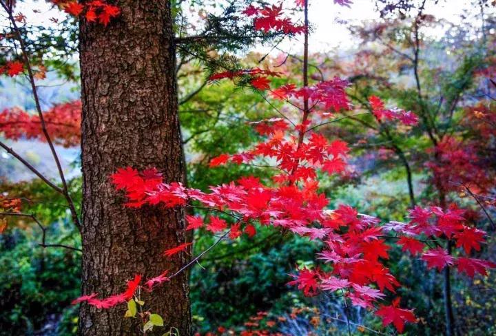 敦化十一旅游注意事项,敦化十一自驾游最值得去的地方
