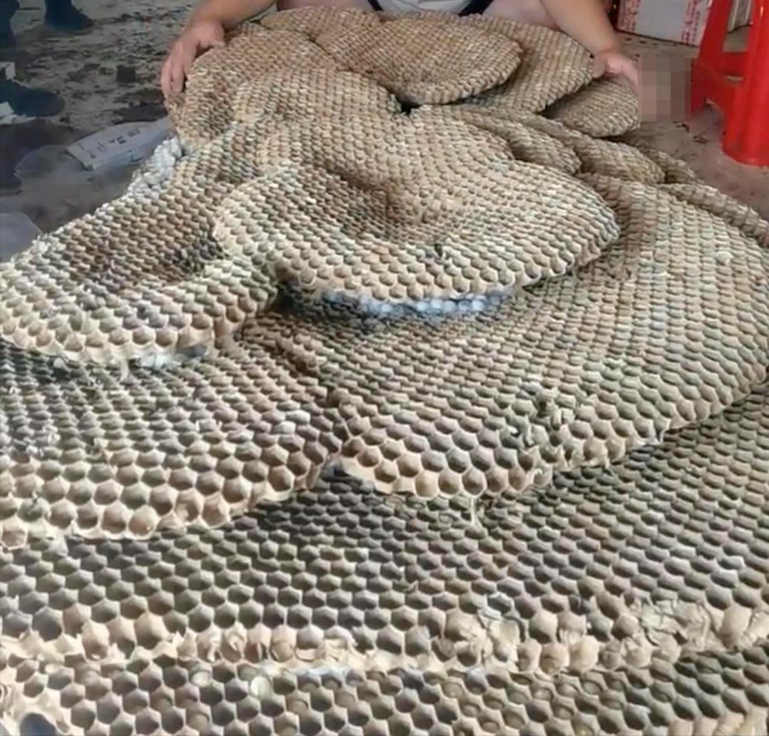 罕见!四川一男子收获2.4米196斤红娘大黑蜂蜂窝,它究竟有多毒?