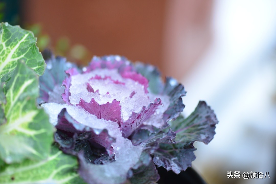 零下9度来袭，花园里的绿色是那么动人|园丁