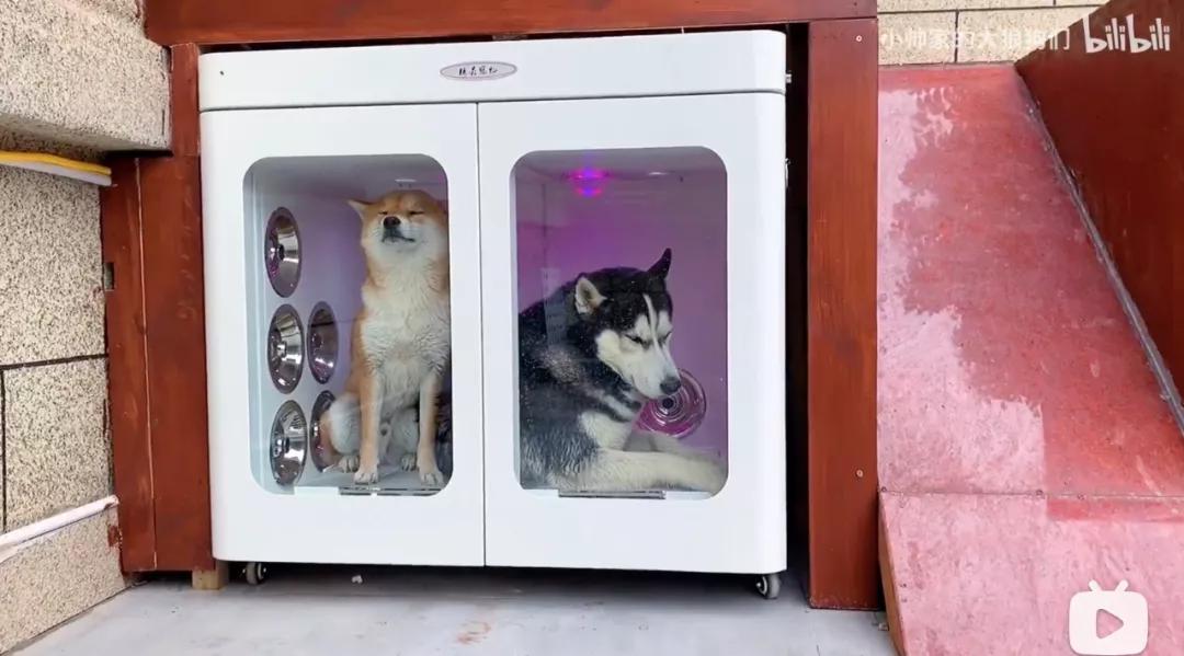 花三年建宠物乐园,花20万给狗打造乐园