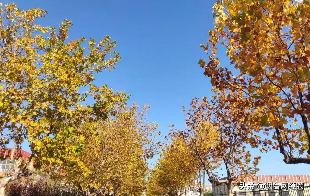 现在是2019年3月份，你们对烟台大学的了解到底有多少呢？