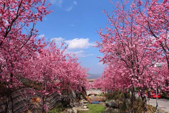 几月赏樱花最好,最美赏樱攻略大全