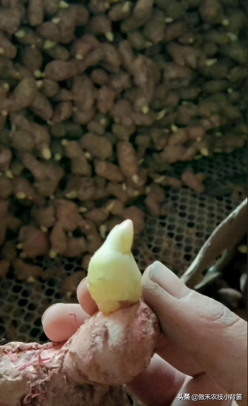 生姜种植技术和管理方法,生姜种植前期管理方法