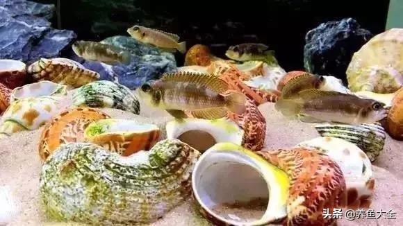 养鱼大神都养什么鱼,鱼缸养鱼都有哪些鱼