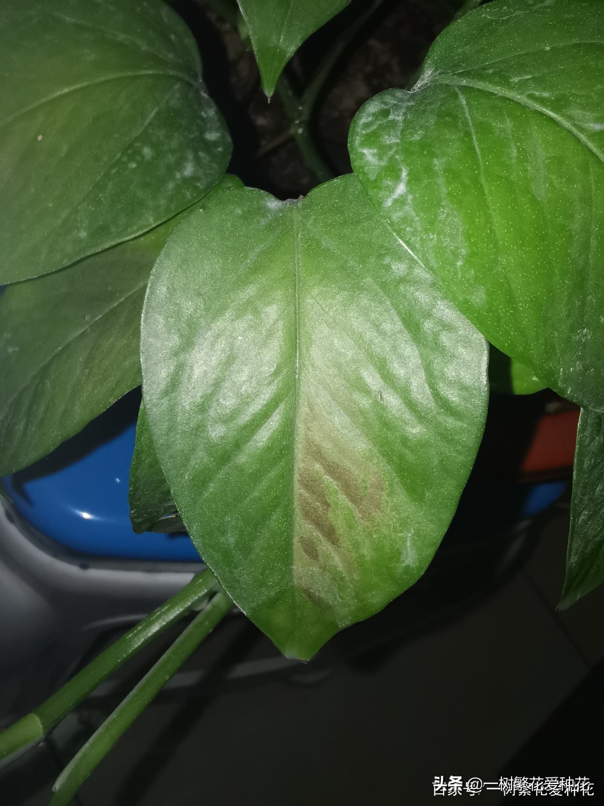 怎样才能把绿萝养得又绿又好,绿萝叶子绿怎么治