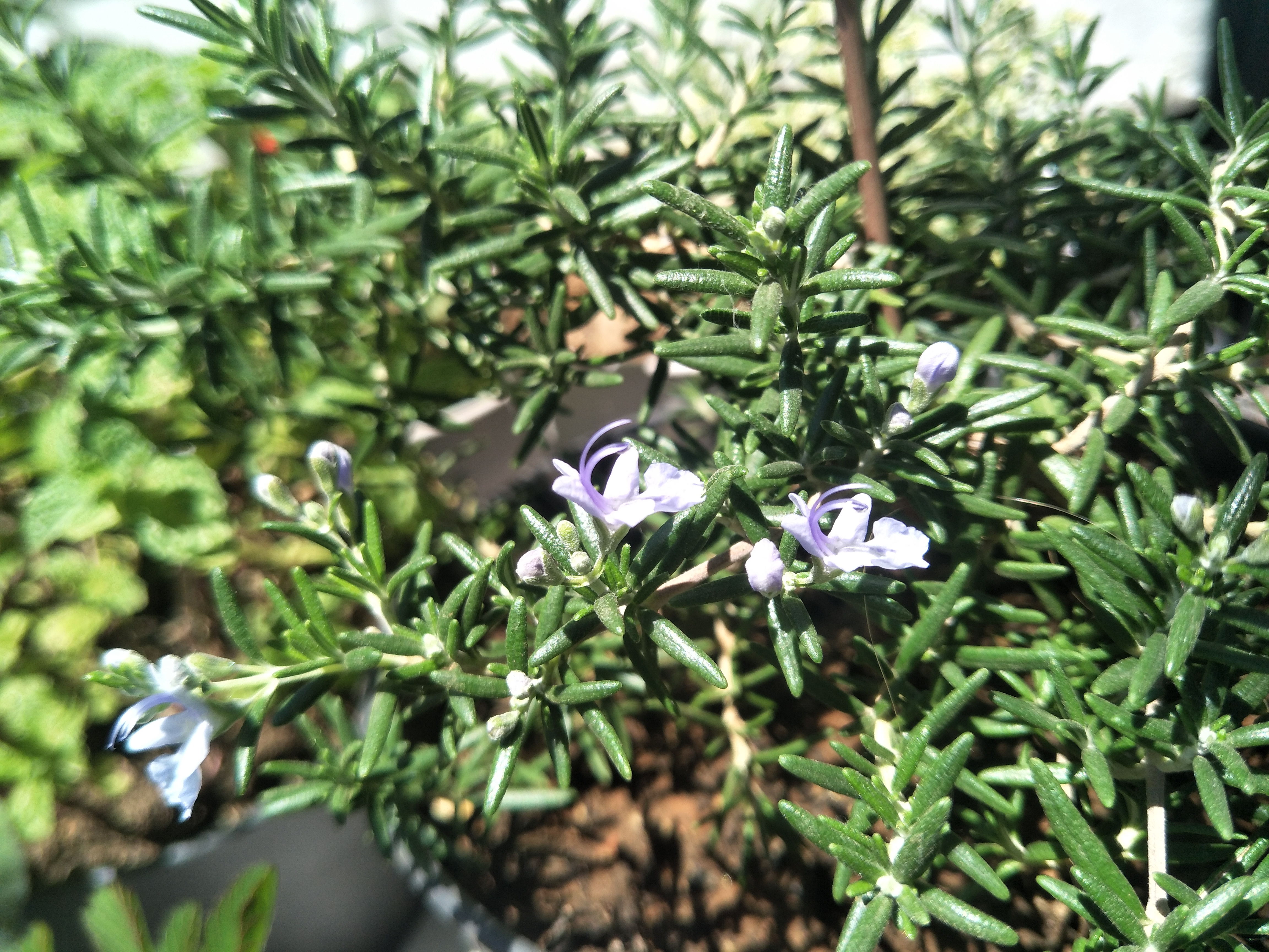 迷迭香养护要点是什么,怎样养迷迭香才能使它活下去