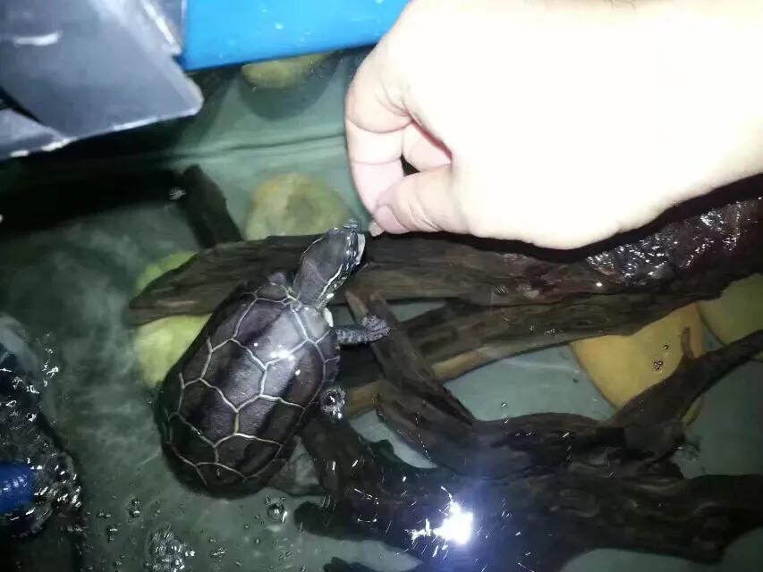 那些年我们养的小动物,盘点这些年我养过的动物