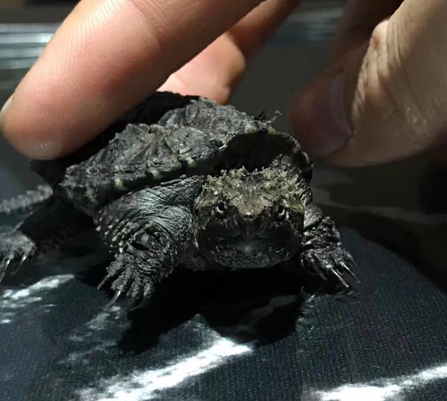 鳄鱼龟怎么区分公母,鳄鱼龟怎么分公母