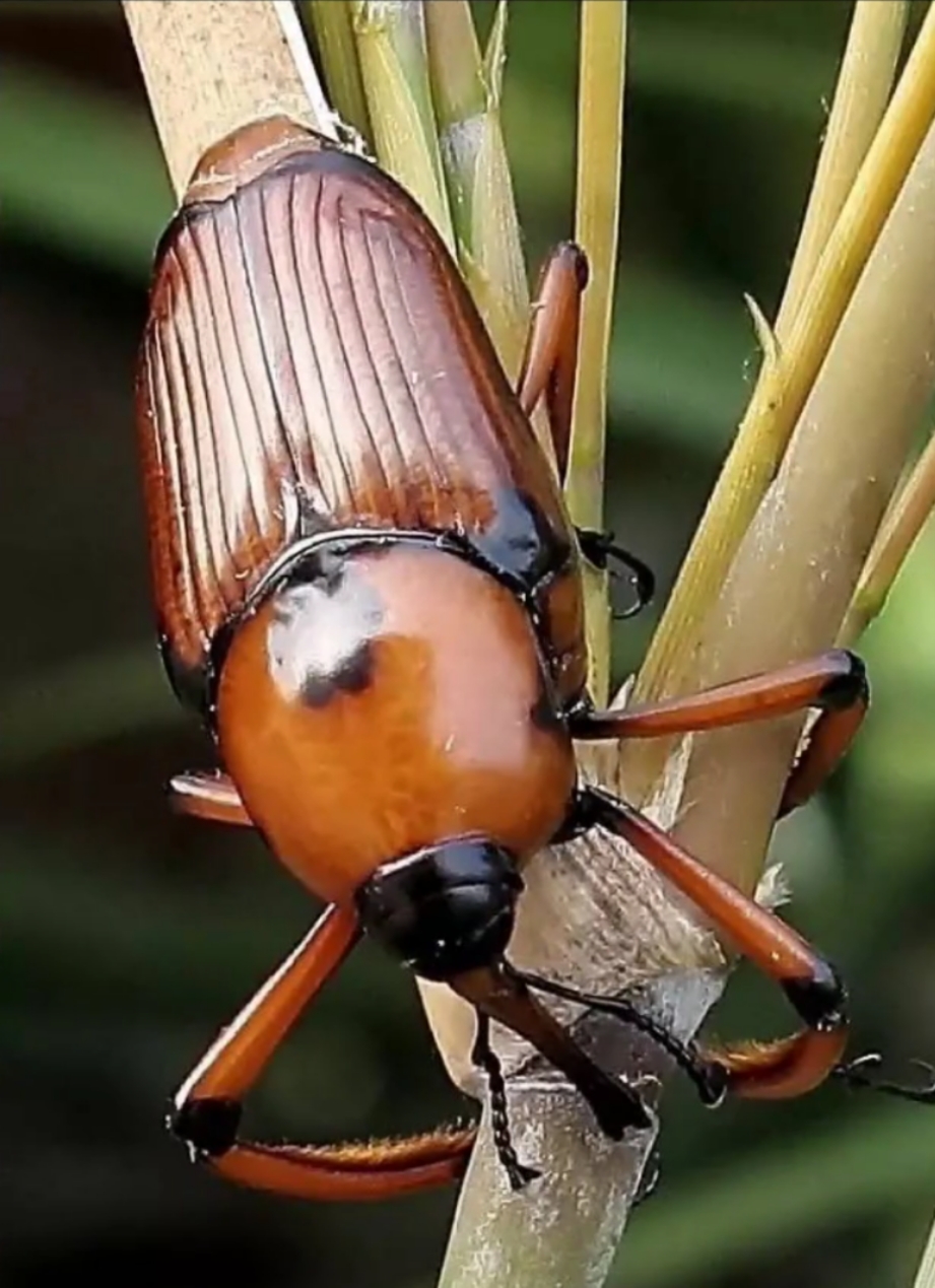 各种虫子美食大总结,关于虫子的重口味美食
