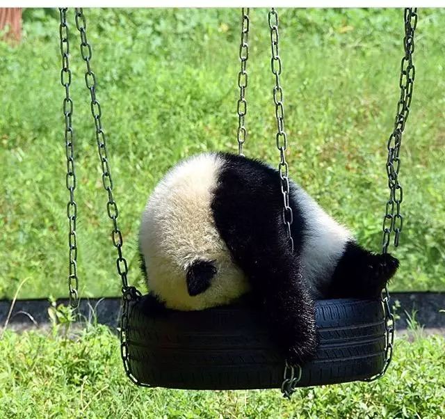 熊猫被绳子吊七个小时没人发现,熊猫被卡轮胎