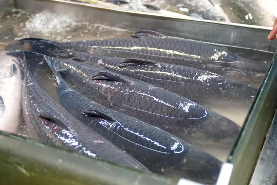 年味|带上小拖车跟我走!这里买年货实惠好吃