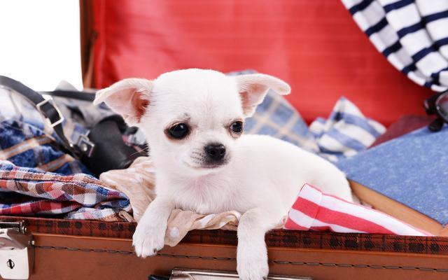 吉娃娃补钙哪个牌子好,铲屎官遇到危险狗狗的反应