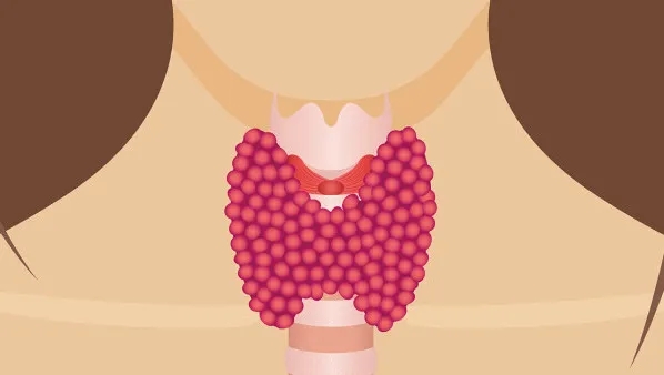 祛湿热又滋阴的中成药知柏地黄丸,同仁堂知柏地黄丸治疗阴虚火旺