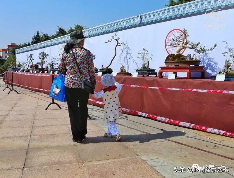广东的盆景有哪些,适合广东玩的盆景