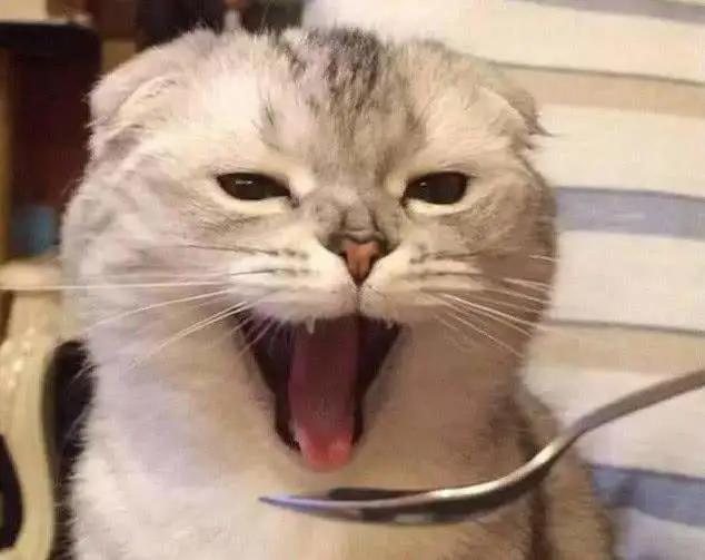 猫粮喂狗好不好,猫粮对狗狗有什么好处