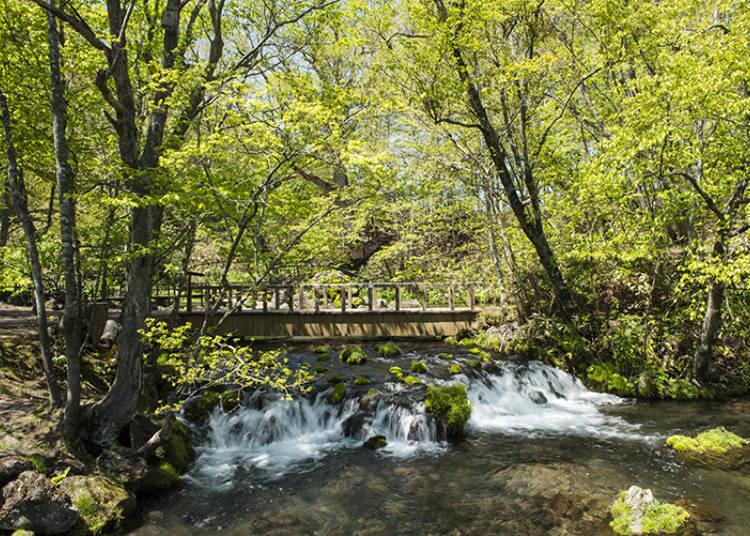 探访北海道的美妙大自然！新雪谷·羊蹄山区域的必访绝美景点