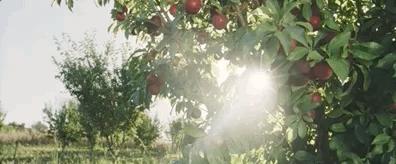 豆瓣9.3分这对夫妻打造1200亩生态农场，“堪称美版「李子柒」”