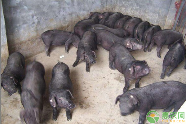苏大母猪配什么品种最好,苏太母猪如何饲养