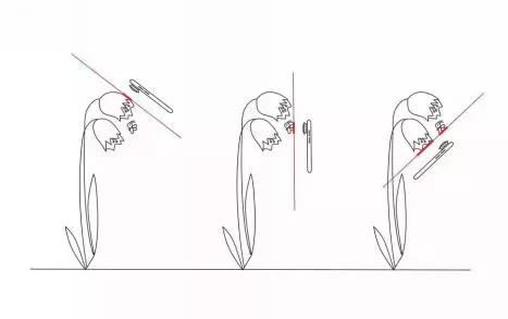 手把手教你拍摄微距花,春天拍花卉微距摄影镜头推荐