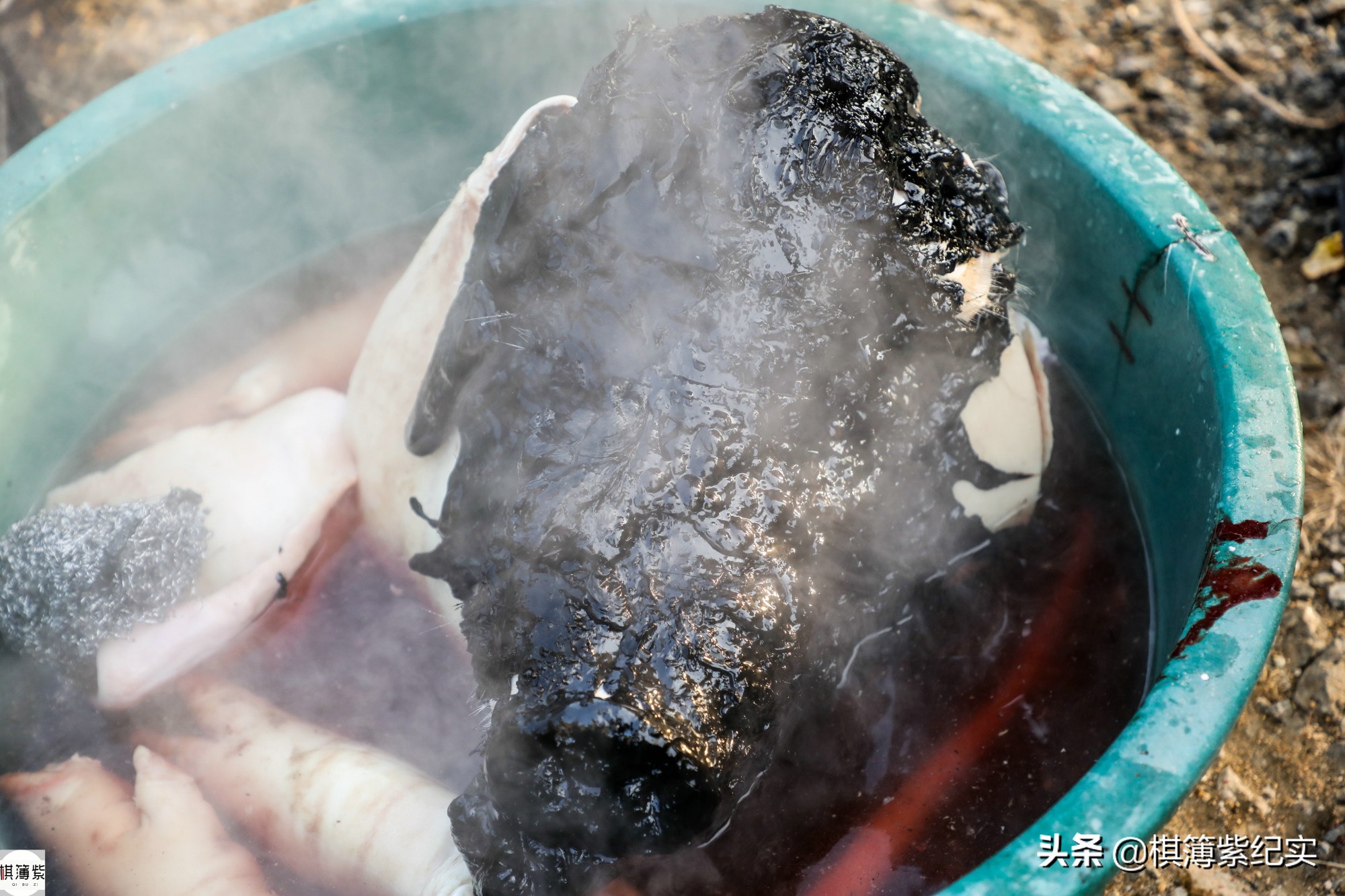 东北杀年猪的视频,东北农村杀大年猪完整版