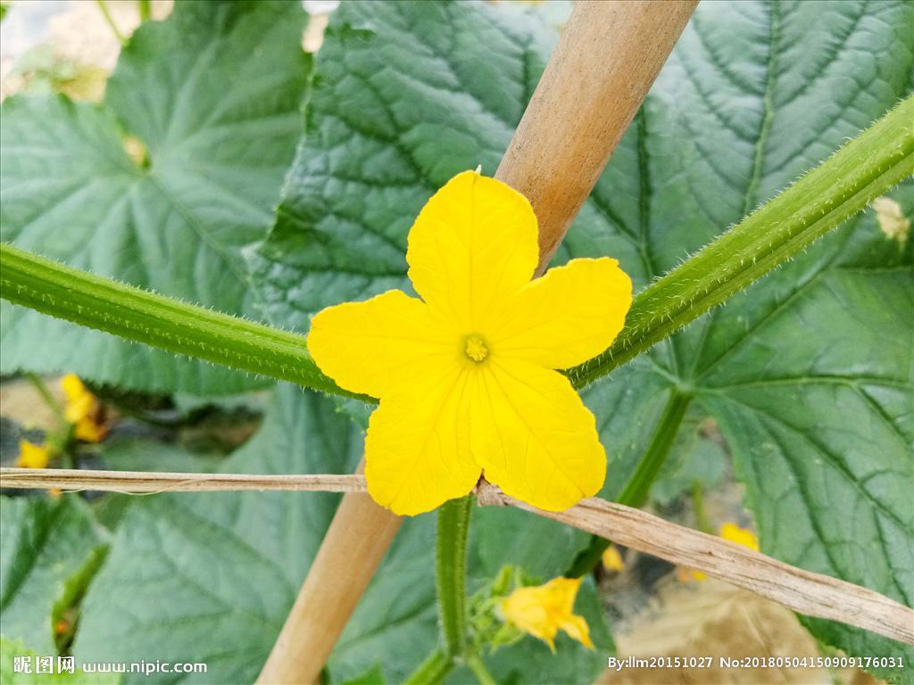怎么让黄瓜苗长得更快,怎样能使黄瓜苗快速生长