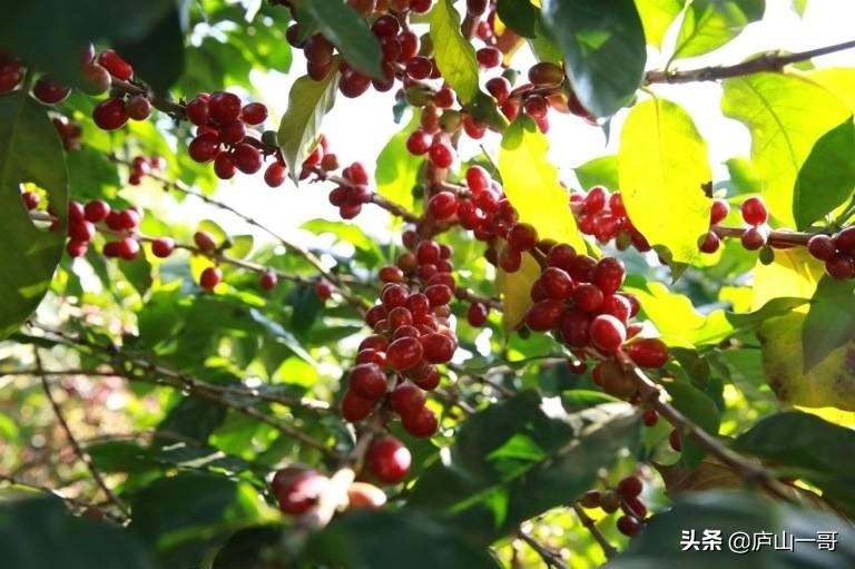 云南保山小粒咖啡,云南小粒咖啡品牌